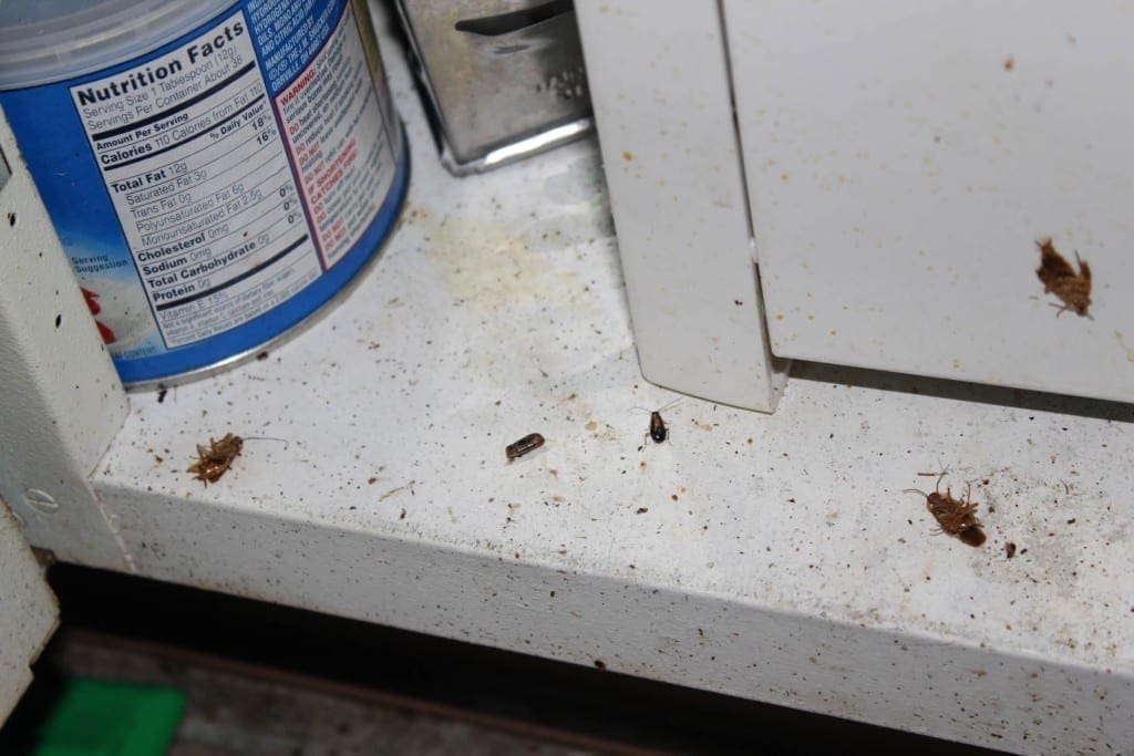 fumigate for roaches in kansas city