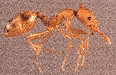 Bed Bug Control KC
