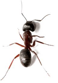 ant in kansas city Bed Bug Control KC