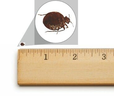 Bed Bug Control KC