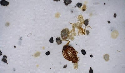 Bed Bug Control KC