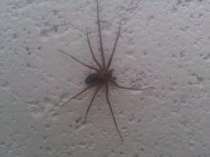 Commercial Pest Control Kansas City 29