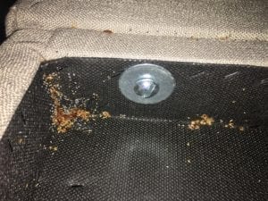 Are Bed Bug Eggs Visible in Kansas City