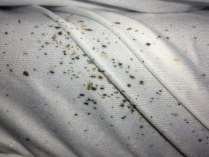 Bed Bug Evidence on Mattress Bed Bug Control KC