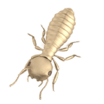 Bed Bug Control KC