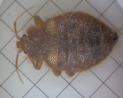 Bed Bug Control KC
