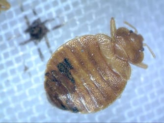 ImageFile015 Bed Bug Control KC