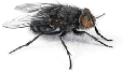 Bed Bug Control KC